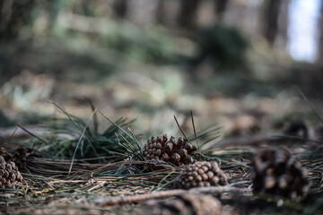 cones in the forest