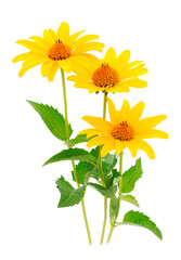 Fototapeta premium Beautifu yellow wildflower.