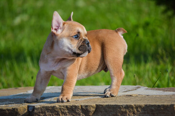 english bulldog puppy