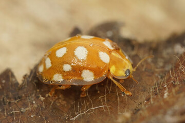 Closeup on the bright orange ladybeetle, Halyzia sedecimguttata, sitting on a leaf