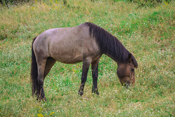 Naklejka na ściany i meble horse grazing in a field