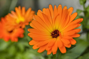 orange gerbera flower