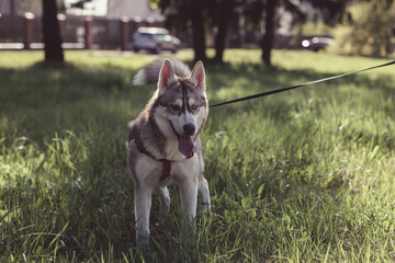 Beautiful purebred husky on a walk in nature.