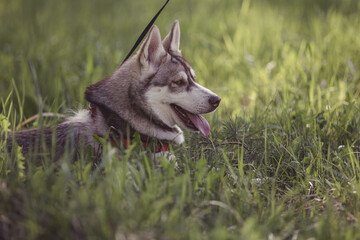 Beautiful purebred husky on a walk in nature.