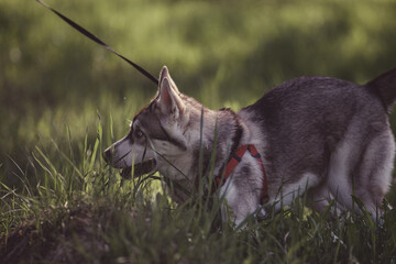 Beautiful purebred husky on a walk in nature.
