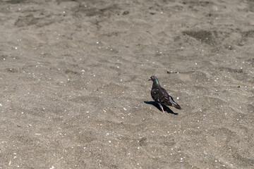 Portrait of a beautiful pigeon.
Pigeon on the beach.