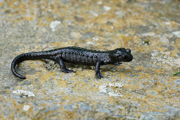 Closeup on the charcoal black Alpine salamander, Salamandra atra in the Austrian Carinthian Alps