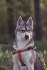 Beautiful purebred husky on a walk in nature.