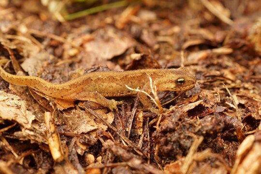 Closeup on an adult European Carpathian newt, Lissotriton montandoni sitting on the ground