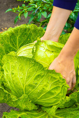 farmer picks fresh cabbage in the garden.