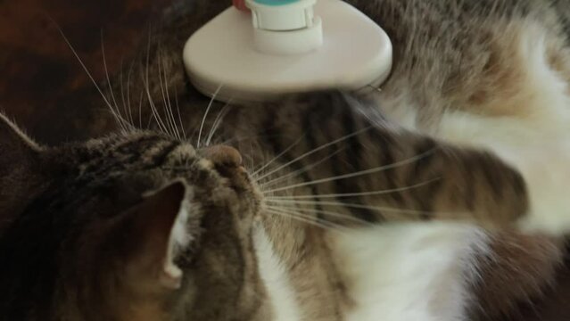 brosse pass&eacute;e sur un chat allong&eacute;
