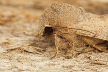 Closeup on the Clouded drab owlet moth, Orthosia incerta, sittin