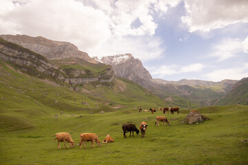 Fototapeta na wymiar Kusar region. Azerbaijan. 05.17.2021. Herd of cows in the mountains.
