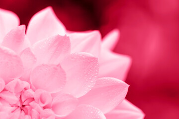 Delicate magenta dahlia petals with drops close-up. Great background for your design. Selective focus