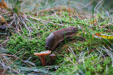 Obraz premium A snail eats a mushroom in an autumn forest in Denmark