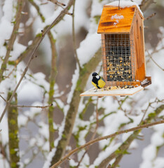 Maien im Winter beim Futter holen