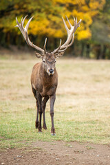 Naklejka na ściany i meble bull elk on the grass with forrest behind him walking towards camera - vertical
