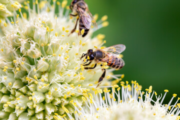 Two bees pollinating onion flowers in vegetable garden. New harvest. Environmentally friendly products. Locally grown. Selective focus, defocus