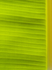 Close up green leaves