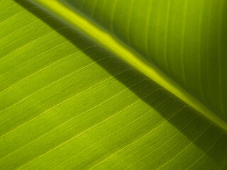 close up of leaf