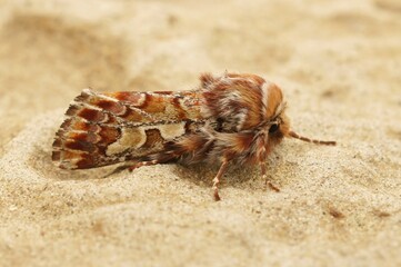 Closeup on a colorful orange Pine beauty owlet moth, Panolis flammea, sitting on a stone