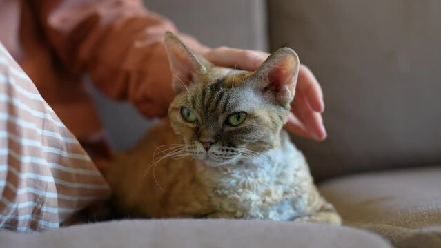 Closeup of purring relaxing cute lovely cat Devon Rex closing eyes, almost sleepy, feeling pleasure, satisfaction while human hand stroking head softly. Friendship, tenderness, love to domestic animal