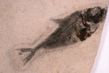 Poisson, fossile, kristnia , eocene,