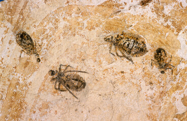 Fossile, larve, libellule doris, tertiaire miocene,