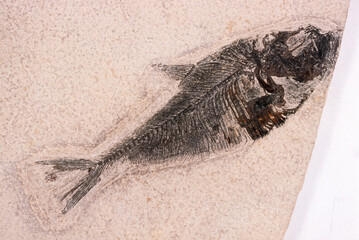 Poisson, fossile, kristnia , eocene,