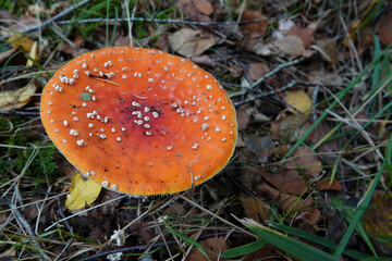 Closeup on a red highly toxic Fly agaric mushroom, Amanita muscaria on the forest floor