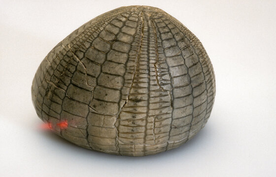 Oursin, fossile, echinocereus pornucopia