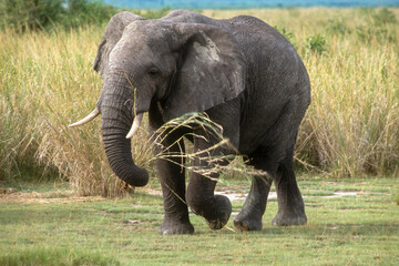Fototapeta premium Eléphant d'Afrique, Loxodonta africana,. Parc national de la Rwindi, République Démocratique du Congo