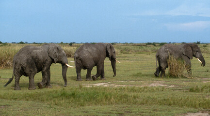 Fototapeta premium Eléphant d'Afrique, Loxodonta africana,. Parc national de la Rwindi, République Démocratique du Congo