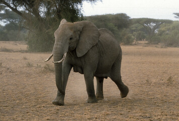 Eléphant d'Afrique, Loxodonta africana, Parc national de Samburu, Kenya