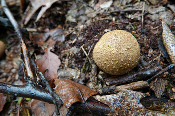 Closeup on the common earthball or pigskin poison puffball mushroom, Scleroderma citrinum on the...