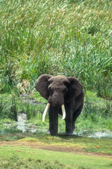 Fototapeta premium Eléphant d'Afrique, male, gros porteur, Loxodonta africana, Parc national du N.Gorongoro crater, Tanzanie