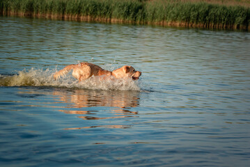 Obraz premium A beautiful purebred Labrador plays in a summer lake.
