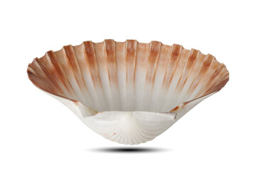 seashell isolated on white background. This has clipping path.