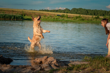 Fototapeta na wymiar A beautiful purebred Labrador plays in a summer lake.