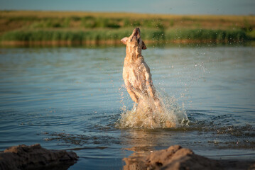 A beautiful purebred Labrador plays in a summer lake.