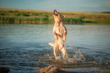 A beautiful purebred Labrador plays in a summer lake.