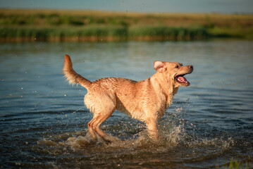 A beautiful purebred Labrador plays in a summer lake.