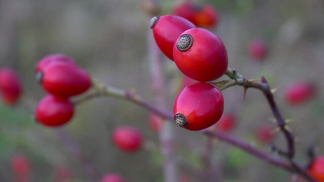 Medicinal plants. Close-up. Ripe bright pink rose hips.