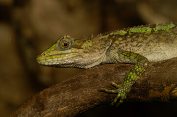 Closeup on a closeup of green Japalura tree dragon, Japalura splendida