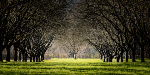 Avenue of walnut trees in winter in the Dordogne valley of France