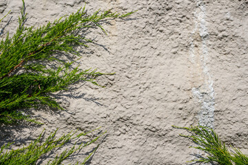 Naklejka premium Abstract textured wall background. Close-up view of old weathered cement building wall with material drips next to green cypress tree branches. Copy space for your text. Architecture backdrops theme.