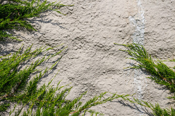 Abstract textured wall background. Close-up view of old weathered cement building wall with material drips next to  green cypress tree branches. Copy space for your text. Architecture backdrops theme.