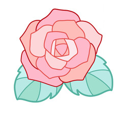 pink rose on white, valentine