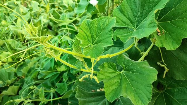 Selective focus on some Bottle gourd leaves moving in the wind with a blurred background. Lagenaria siceraria, labu air, labu sayur or Calabash