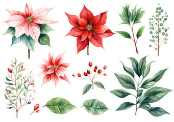 Watercolor poinsettia background flower illustration decorative design plant christmas winter holiday floral